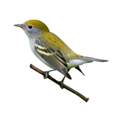 warbler.png